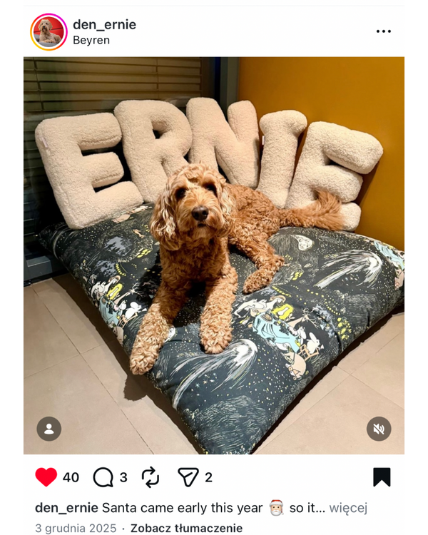 boucle letter cushions by Bettys home behind dog 